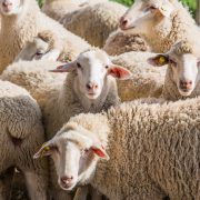 flock of sheep