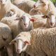 flock of sheep
