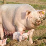 Breeding sow and piglets in free range
