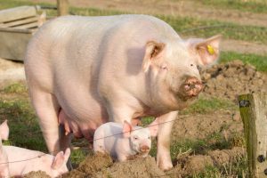 Breeding sow and piglets in free range