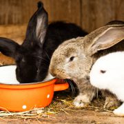 Rabbits