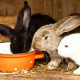 Rabbits