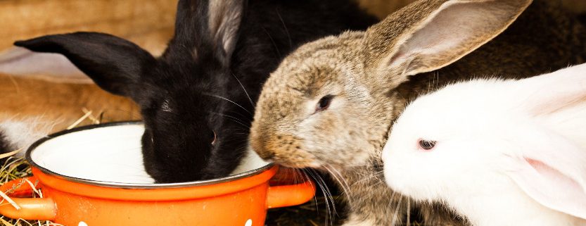 Rabbits