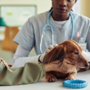 Dachshund and vet and owner