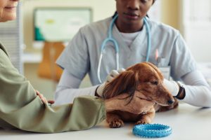 Dachshund and vet and owner