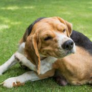 Dog scratching_2