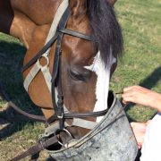 Horse eating from bucket_2