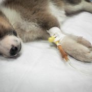 Puppy on a drip