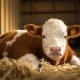 Calf lying in a shed