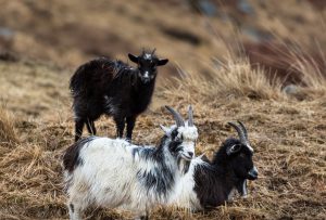 Goats on a hillside
