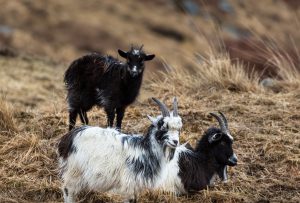 Goats on a hillside Goats on a hillside