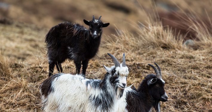 Goats on a hillside