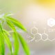 cannabidiol leaves and chemical formula