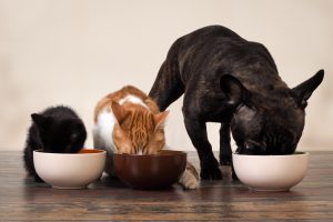 cats and dog eating together Cats and dog eating together