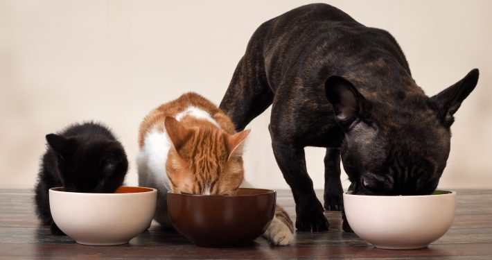 Cats and dog eating together