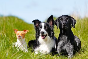 dogs lying in a field dogs lying in a field
