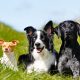 dogs lying in a field