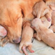 puppies feeding from mother