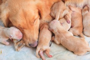 puppies feeding from mother puppies feeding from mother