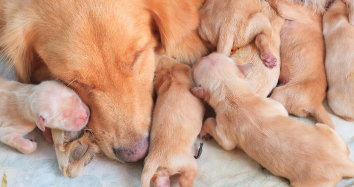puppies feeding from mother