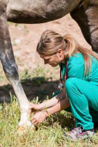 vet examining horse foot vet examining horse foot