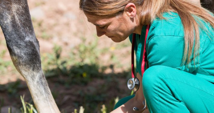 vet examining horse foot